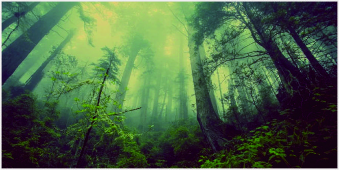 hutan kepemilikan umum