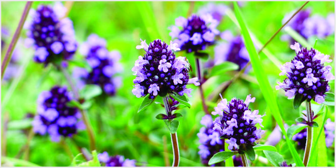 seputar dalil dalam ijtihad